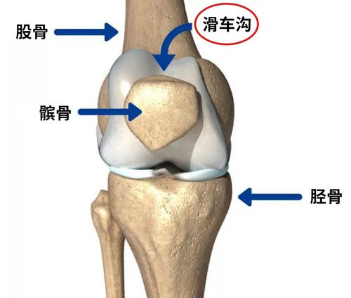 膝关节髌骨脱位 衡水市景叶莉：关于髌骨的精选文章