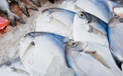白鲳鱼的营养价值及功效与作用 2023长春市都宜璧专家推荐