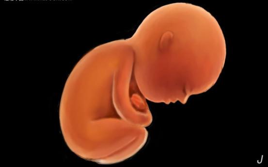 胎儿为什么爬着呢 通辽市甄荣梅：关于胎儿的专家文章