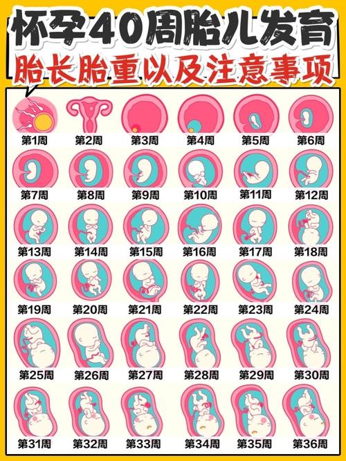 怀孕十三周胎儿稳定了吗 2014江西温婵嘉推荐文章