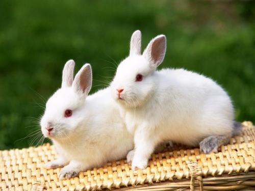 孕妇家里养兔子会感染弓形虫吗 2015抚州市邴仪影优选文章